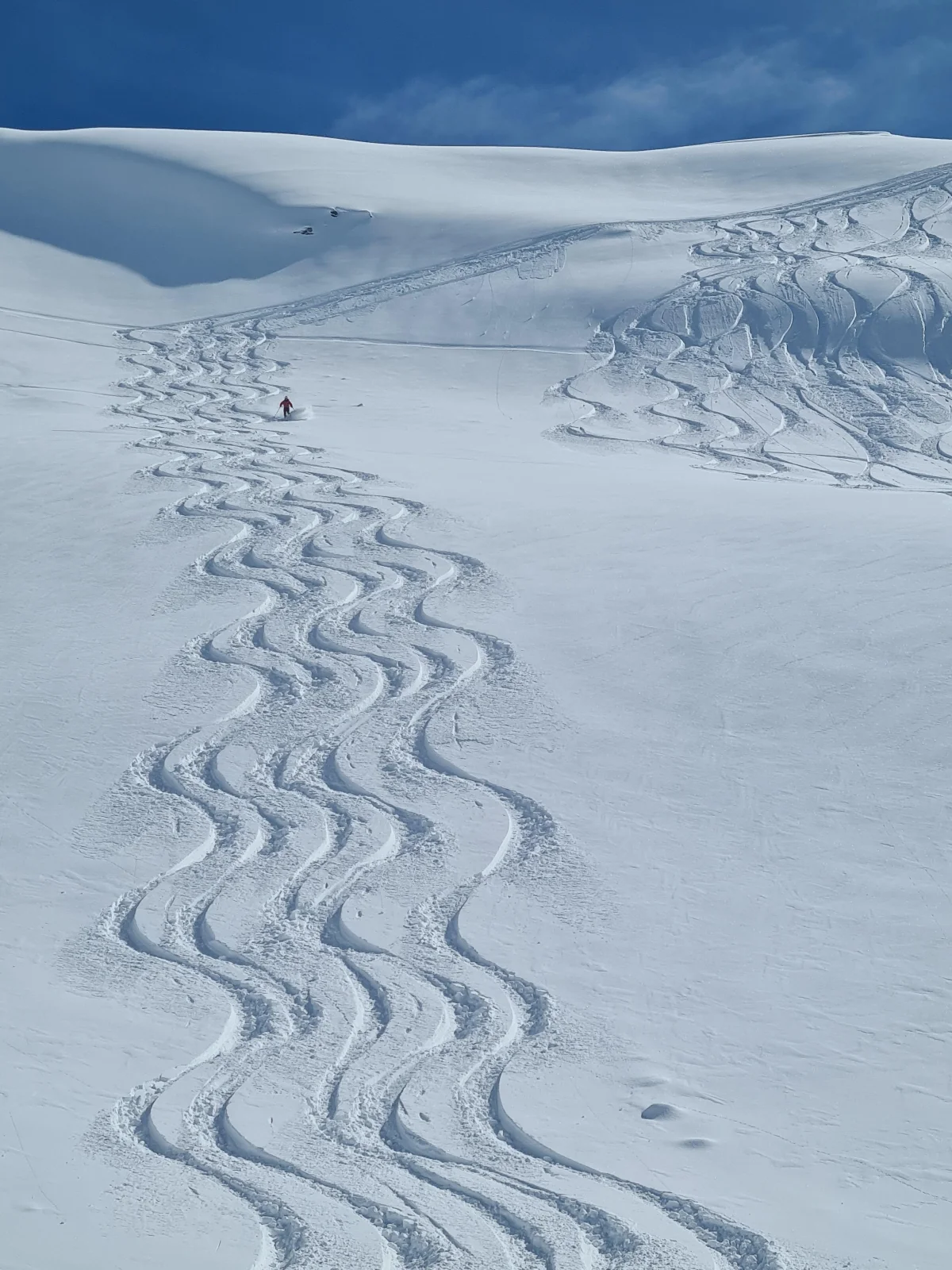 Ski Touring in the Lechtal with a Ski Guide: Several curving descent tracks in powder snow.