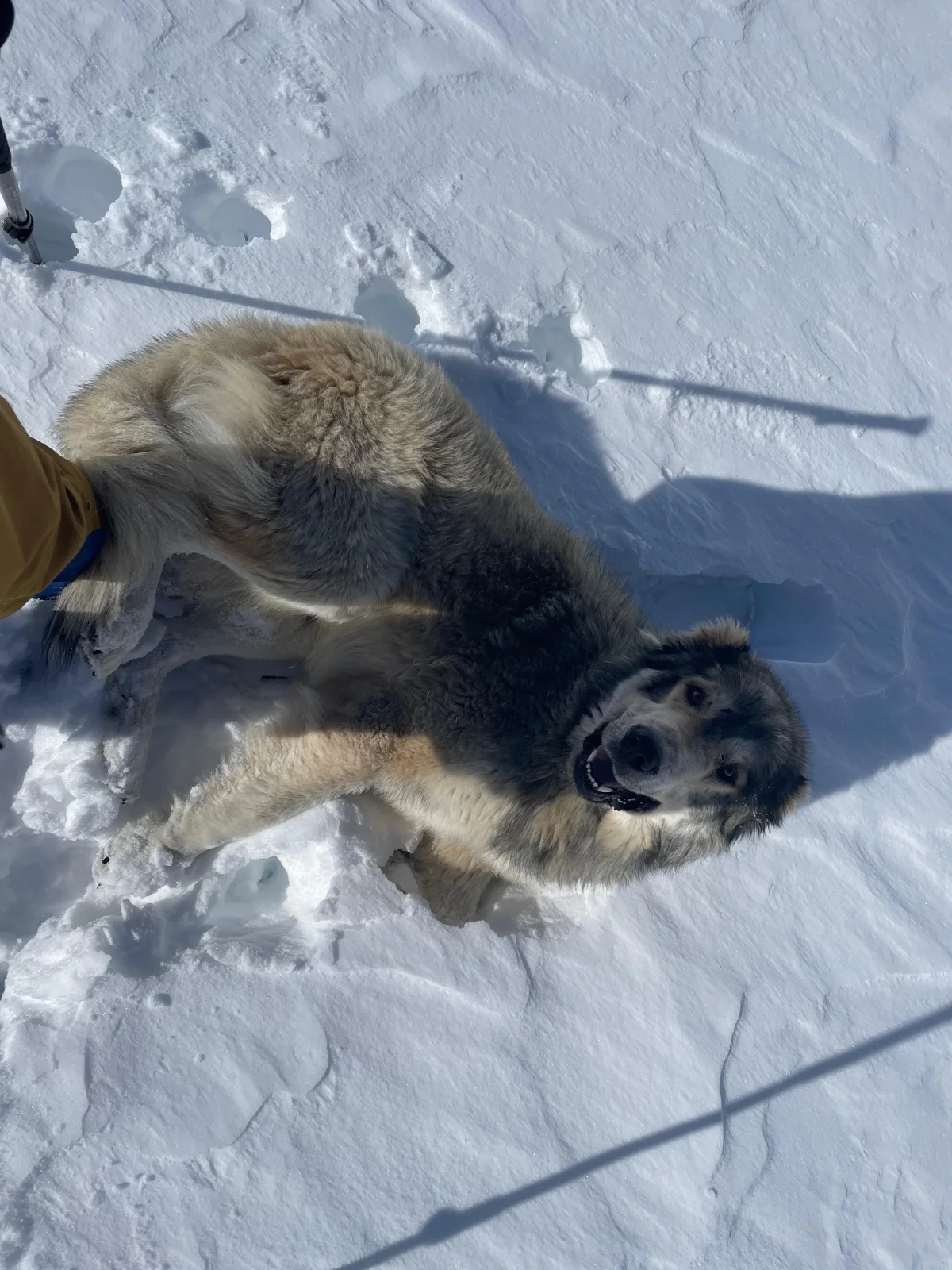 Skitouren in Georgien - Ushguli - Svanetien: Hund liegt im Schnee neben einer Skispur.